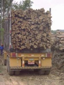 Z CAMION TRONCOS  CAMPO ESPAMICA